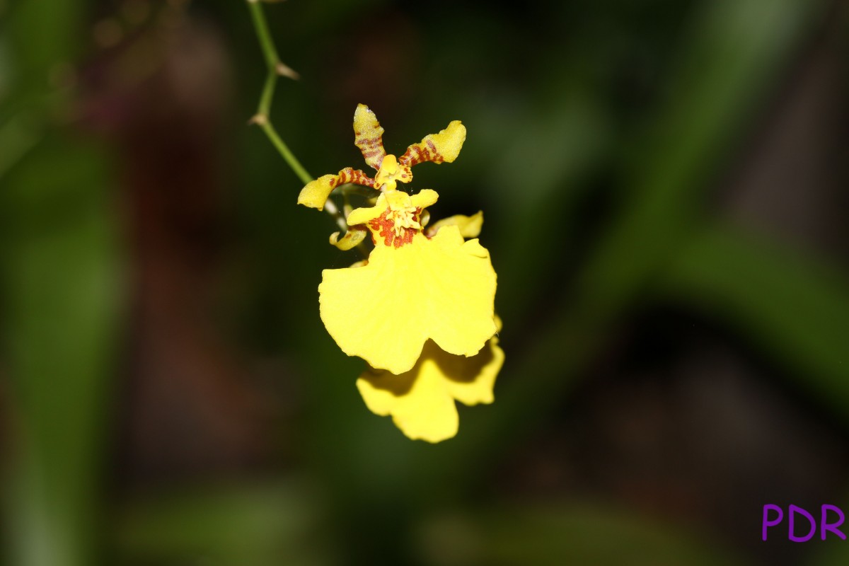 Oncidium sphacelatum Lindl.